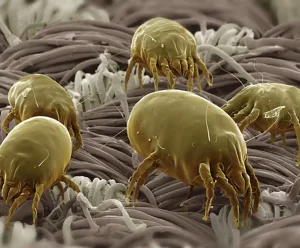 Tratamientos Acaros en Sevilla Esmo