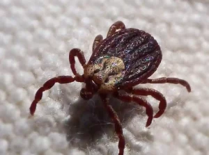 Tratamientos Chinches Edredones en Sevilla Esmo