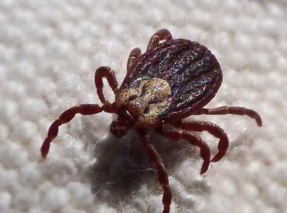 Tratamientos Chinches Edredones en Sevilla Esmo