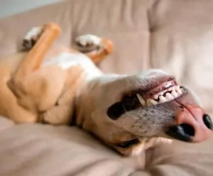 Higiene Textil con Mascotas